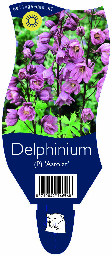 Delphinium (P) 'Astolat' ; P11