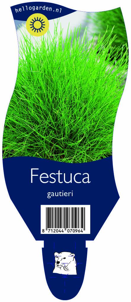 Festuca gautieri ; P11