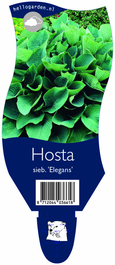 Hosta sieb. 'Elegans' ; P11