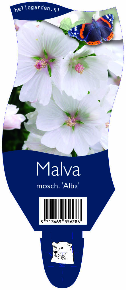 Malva mosch. 'Alba' ; P11