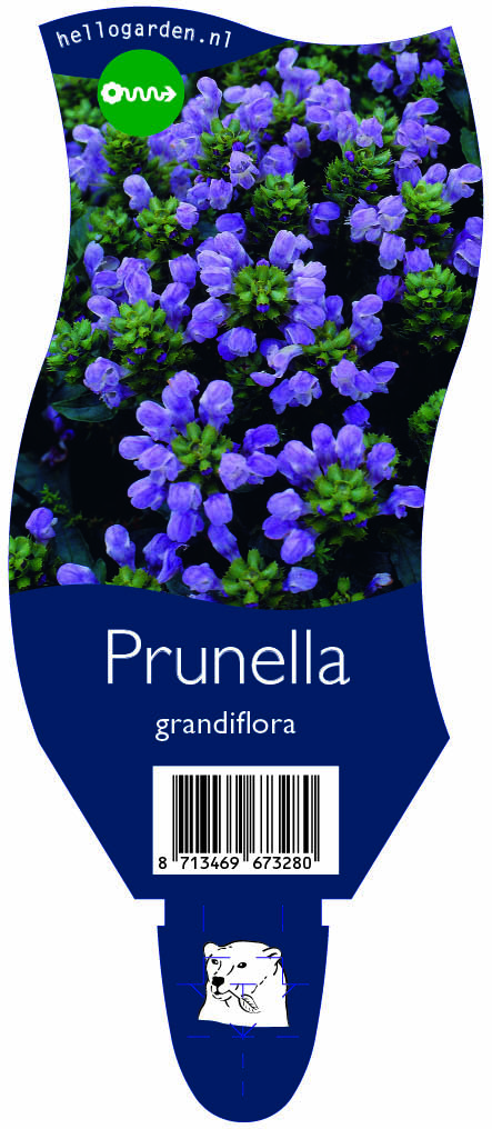 Prunella grandiflora ; P11