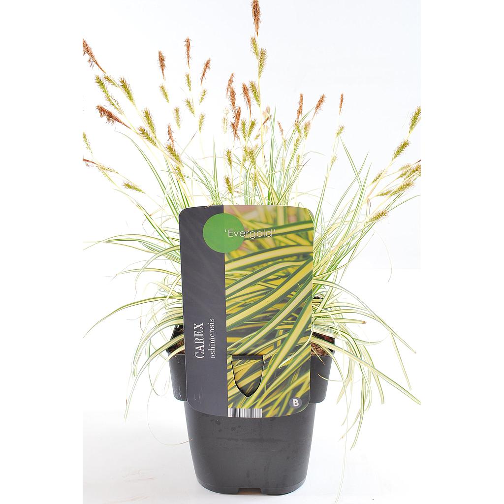 Carex oshimensis Evergold; P17