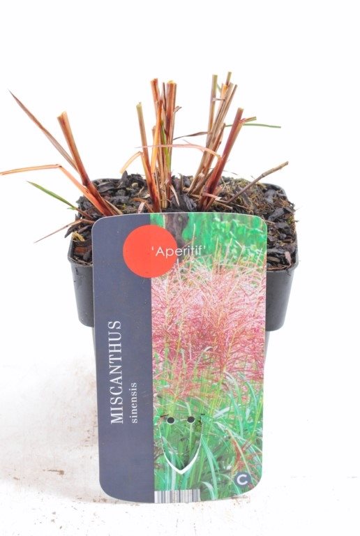 Miscanthus sinensis Aperitif; P17