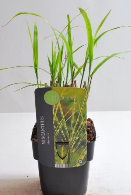 Miscanthus sinensis Gold Breeze PBR; P17