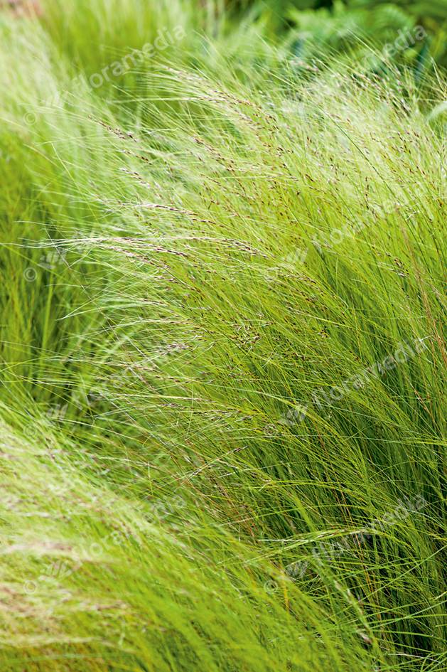 Stipa tenuifolia; P17