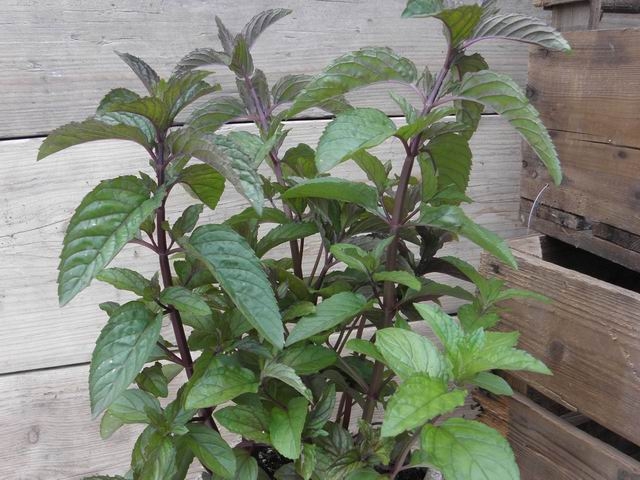 Puur Mentha piperita 'Cinderella' ; pepermunt