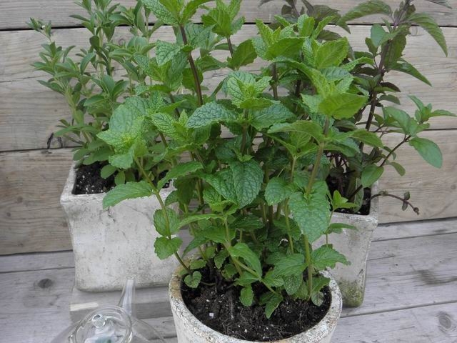 Puur Mentha spicata 'Maroccan' ; Marokkaanse munt