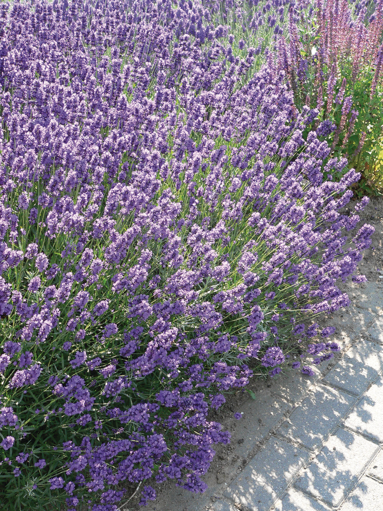 Lavandula angustifolia Dwarf Blue ; P9