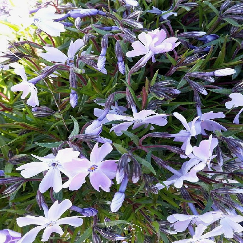 Phlox subulata Emerald Cushion Blue ; P9