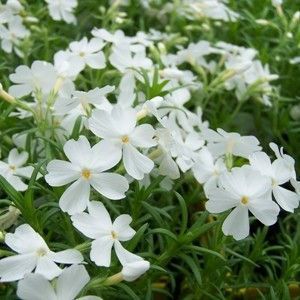 Phlox subulata Fabulous White ; P9