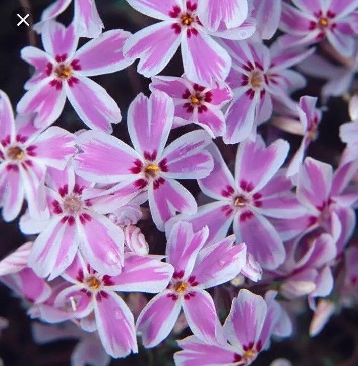 Phlox subulata Kimono Pink-White ; P9