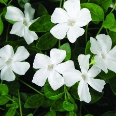 Vinca minor Alba ; P9