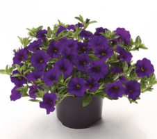 Calibrachoa x hybrida Cabaret™ Dark Blue