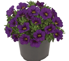 Calibrachoa x hybrida Conga Blue