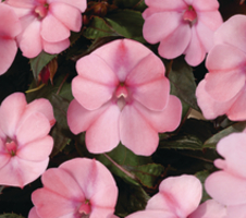 Impatiens x hybrida SunPatiens® Compact Blush Pink