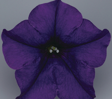 Petunia x hybrida Surfinia® Blue