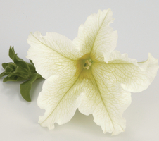 Petunia x hybrida Surfinia® Lime