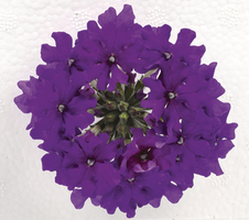 Verbena x hybrida Venturi® Purple