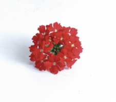 Verbena x hybrida Venturi® Scarlet