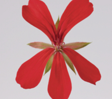 Pelargonium pelt. Balcon Red