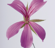 Pelargonium pelt. Balcon Lila