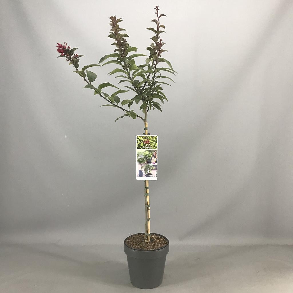 Cestrum 'Newellii' ; C3.0    50 cm stam