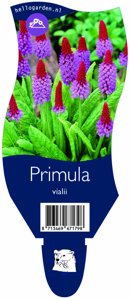 Primula vialii ; P11