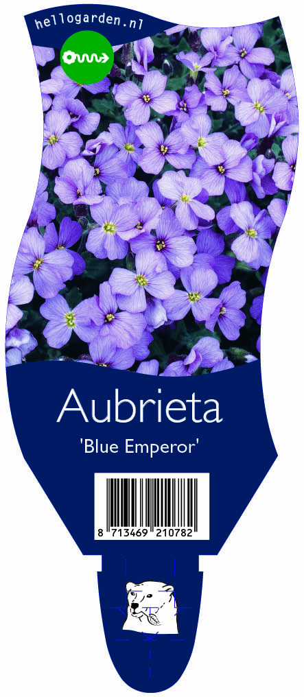 Aubrieta 'Blue Emperor' ; P11