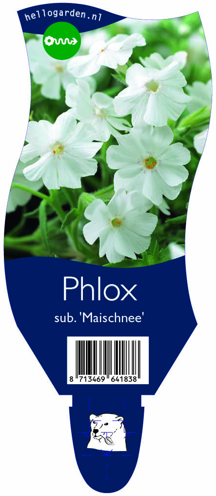 Phlox sub. 'Maischnee' ; P11