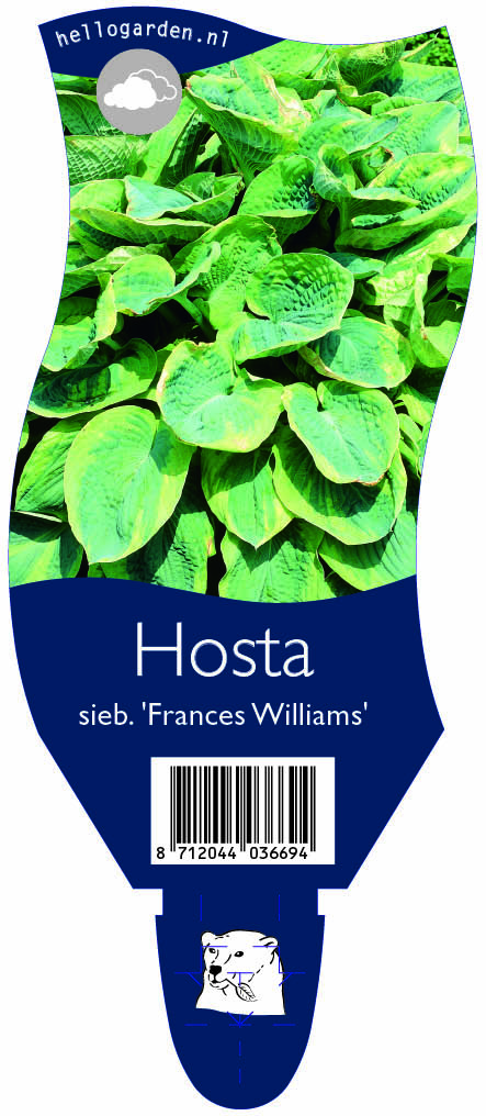 Hosta sieb. 'Frances Williams' ; P11