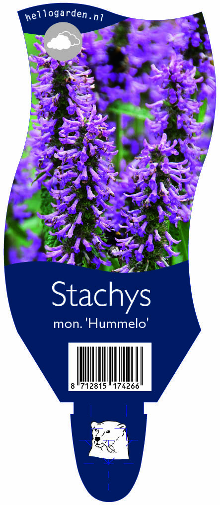 Stachys mon. 'Hummelo' ; P11