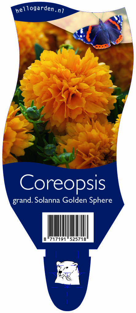 Coreopsis grand. Solanna Golden Sphere ; P11