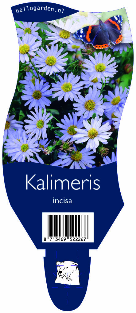 Kalimeris incisa ; P11