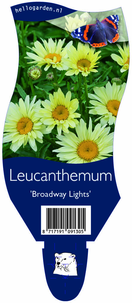 Leucanthemum 'Broadway Lights' ; P11