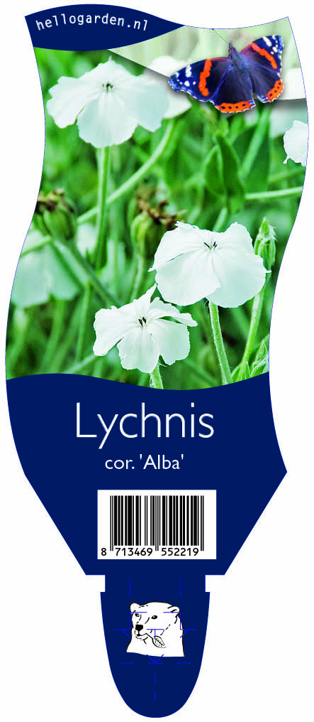 Lychnis cor. 'Alba' ; P11