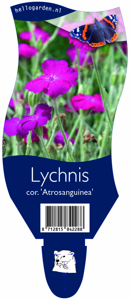 Lychnis cor. 'Atrosanguinea' ; P11