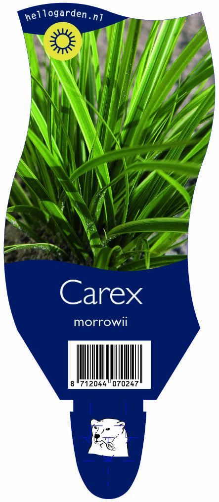 Carex morrowii ; P11