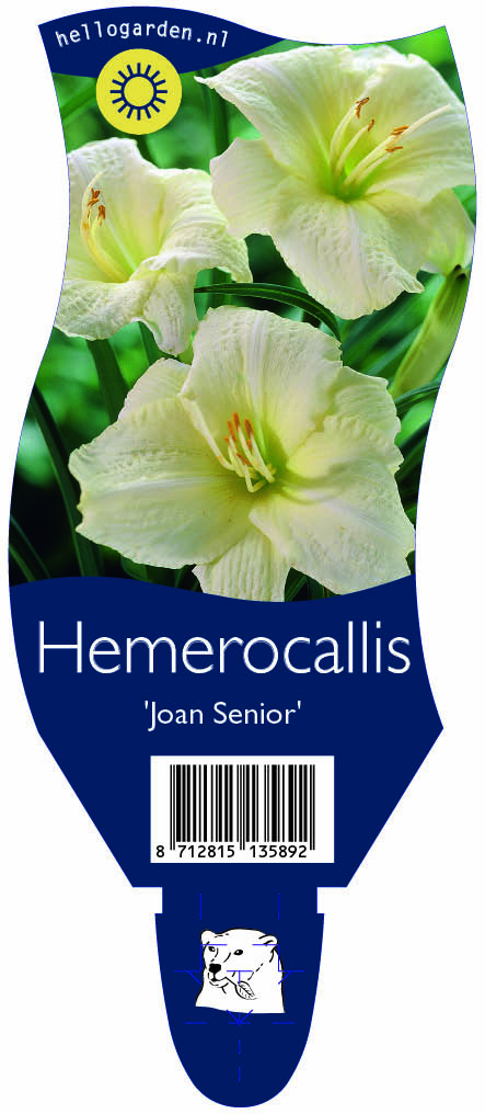 Hemerocallis 'Joan Senior' ; P11