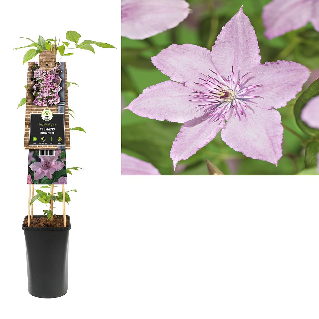 Clematis 'Hagley Hybrid' ; S-pot 4stok55