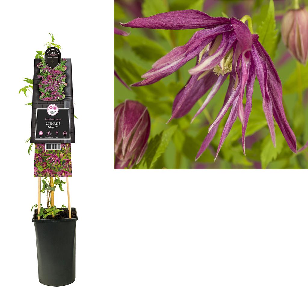 Clematis 'Octopus'® ; S-pot 4stok55