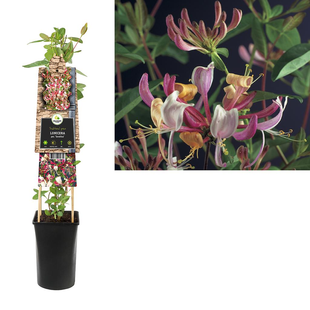 Lonicera per. 'Serotina' ; S-pot 4stok55