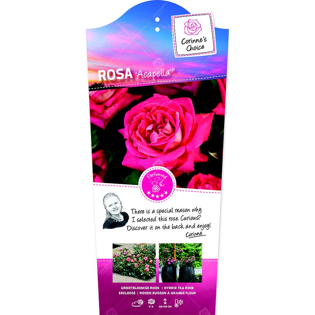 Rosa 'Acapella'® ; C3rp