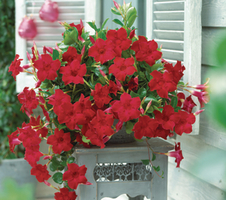 Mandevilla sanderi Sundaville® Velvet Red