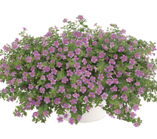 Sutera diffusus Scopia® Gulliver Pink