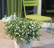 Calibrachoa parviflora Can-Can® Rosies White (kopie)