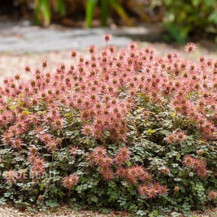 Acaena microphylla  Kupferteppich  ; P9