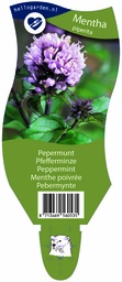 Mentha piperita ; P11