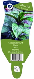 Mentha pip. 'Chocolate' ; P11