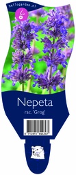 Nepeta rac. 'Grog' ; P11