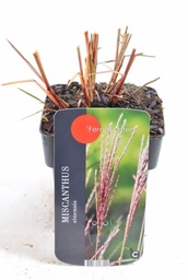 Miscanthus sinensis Ferner Osten; P17